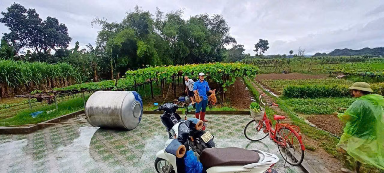 Đoàn viên thanh niên thu hoạch hoa màu, gia súc gia cầm cho người dân.