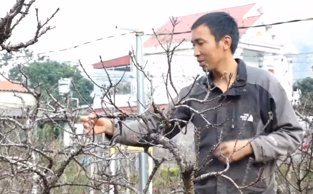Anh Nguyễn Văn Đặng, thôn Hồng Phong, xã Chiến Thắng, huyện Bắc Sơn chăm sóc cây đào, tham gia Lễ hội hoa đào 2023. Ảnh: T.H.