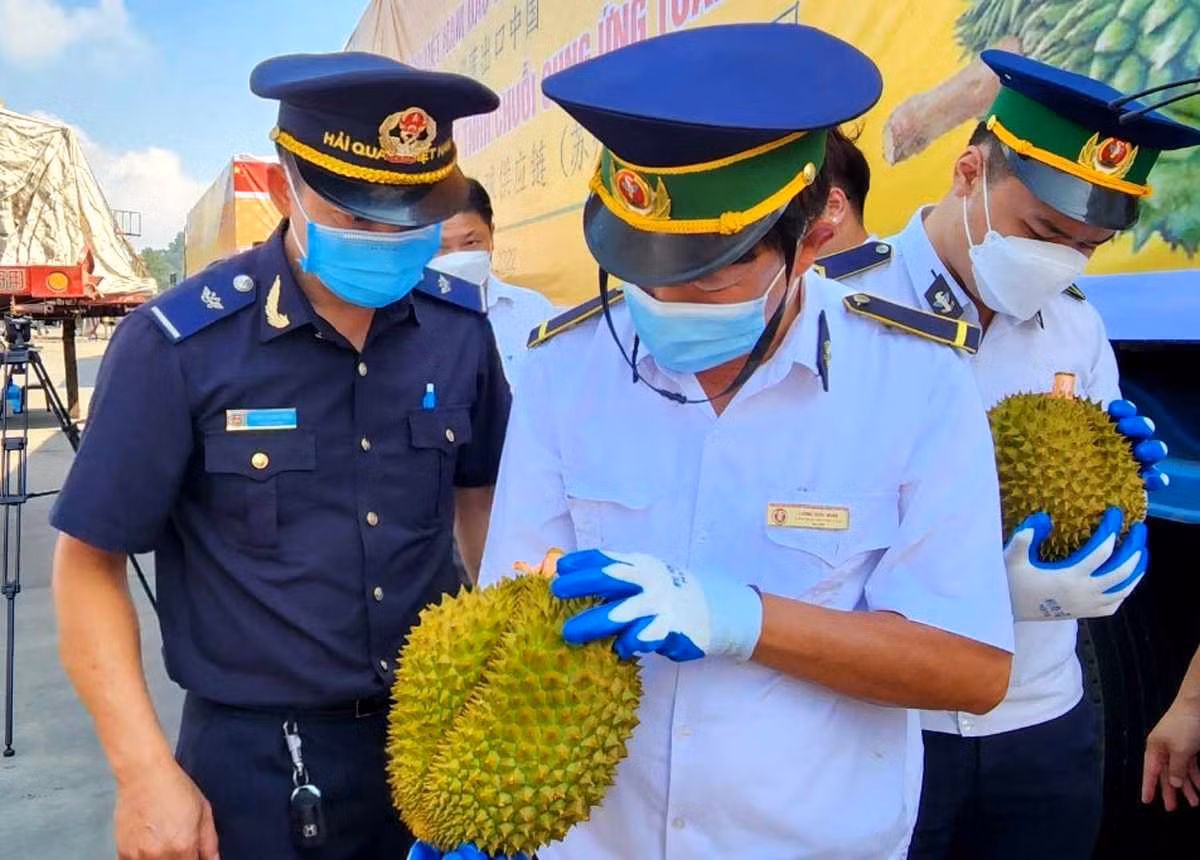 Các ngành chức năng kiểm tra hàng hóa trước khi thông quan bán sang Trung Quốc. Ảnh: Duy Chiến .