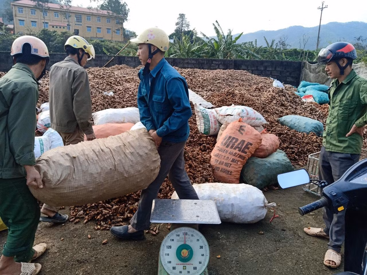 Củ nghệ vàng Chi Lăng được tiêu thụ nhiều, biến thành hàng hóa, giúp người dân địa phương giảm nghèo bền vững -Ảnh: Duy Chiến Củ nghệ vàng Chi Lăng được tiêu thụ nhiều, biến thành hàng hóa, giúp người dân địa phương giảm nghèo bền vững -Ảnh: Duy Chiến