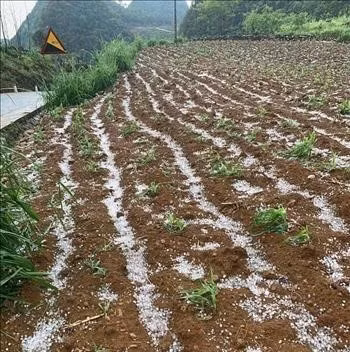 Trên đồng ruộng, nương bãi, mưa đá khá dầy. Ảnh: QĐ Trên đồng ruộng, nương bãi, mưa đá khá dầy. Ảnh: QĐ
