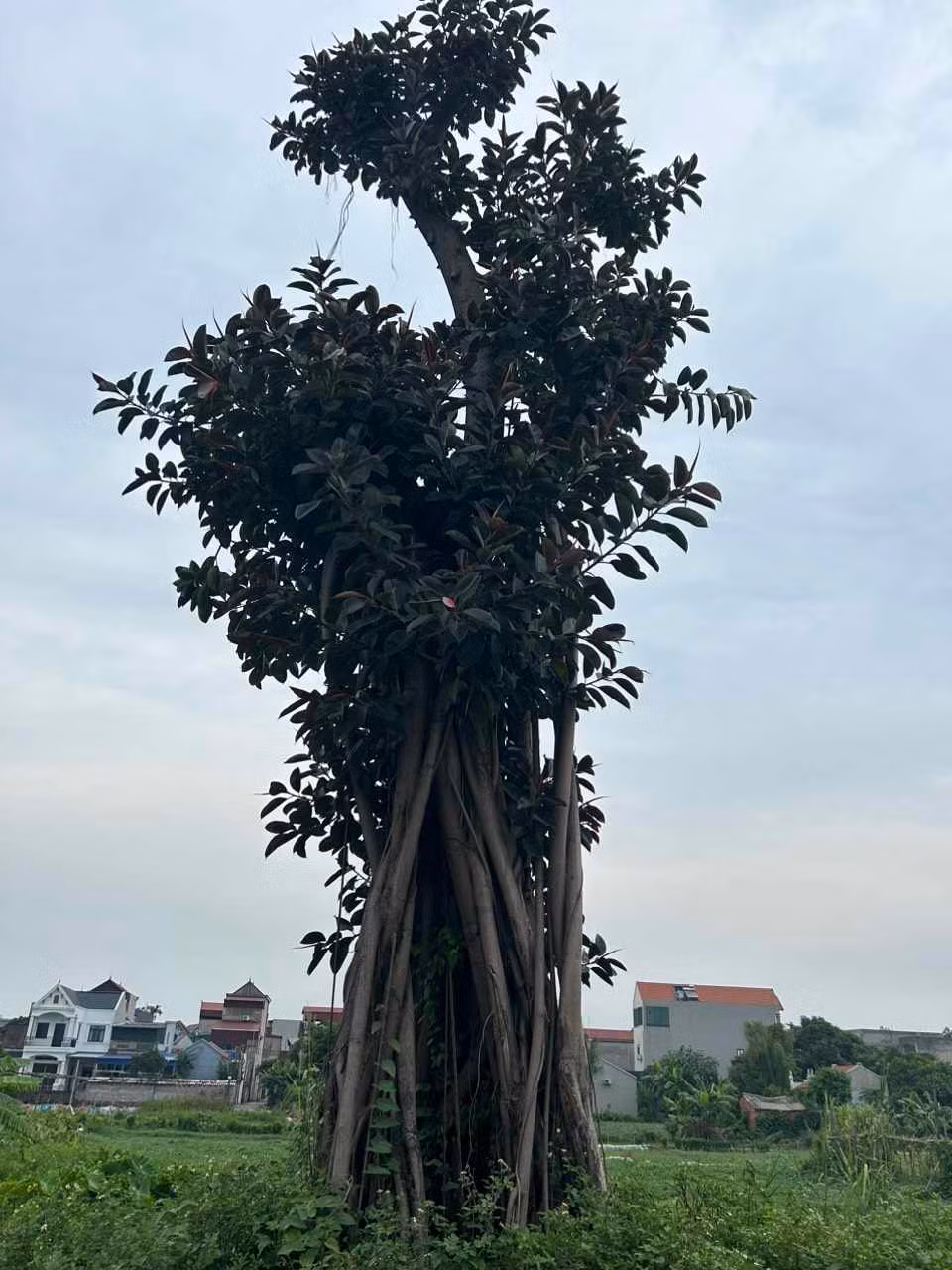 Dáng cây khỏe khoắn, dáng rồng lượn. Ảnh: Duy Chiến