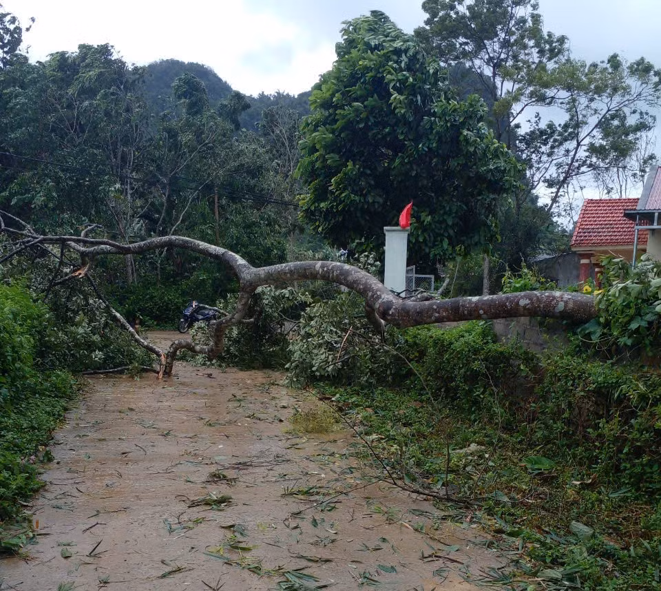Cây cối gãy đổ trên đường dân sinh ở Lạng Sơn
