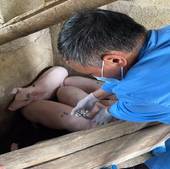 Lực lượng thú ý tỉnh Lạng Sơn tiêm phòng chống dịch bệnh dịch tả châu Phi cho đàn lợn. Ảnh: B.P