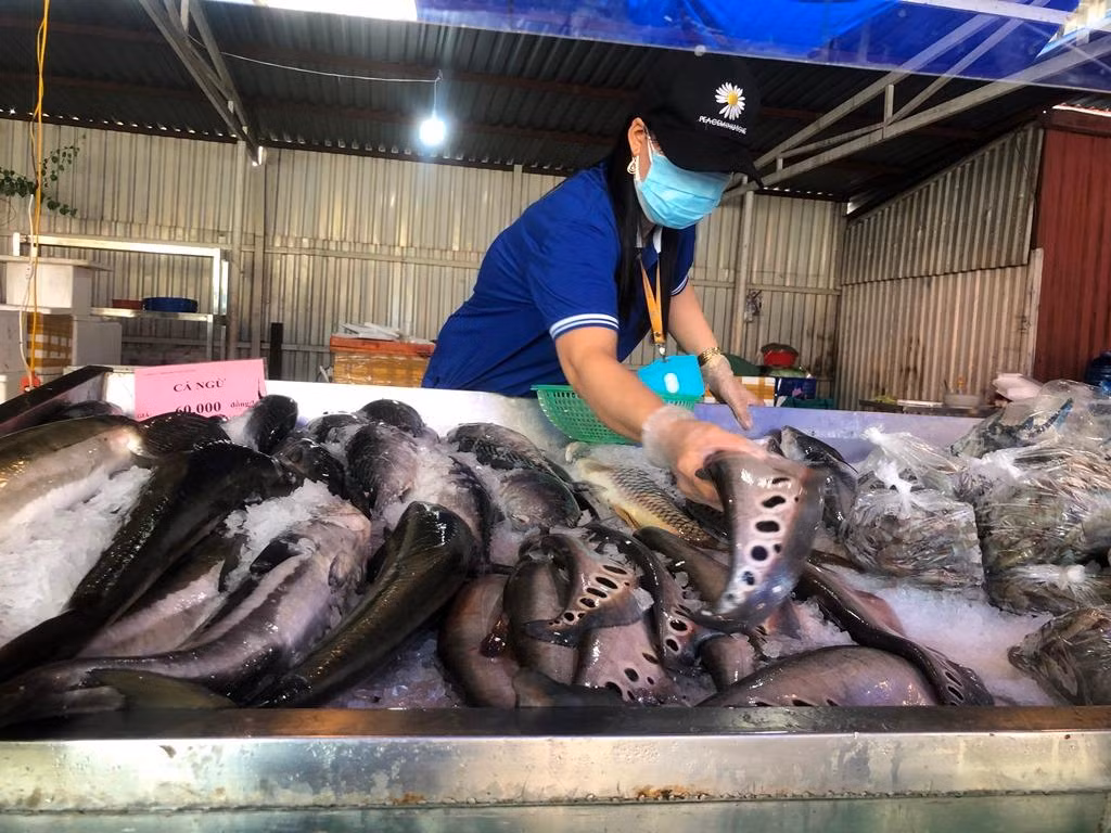 Cá thác lác tươi rói liên tục được khách lựa chọn.