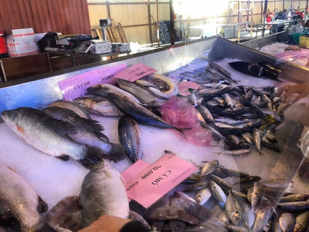 Cá cam 60.000 đồng/kg, cá mó 70.000 đồng/kg, cá nục chỉ 35.000 đồng/kg.