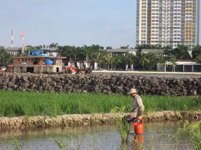 Bao quanh cánh đồng đang cấy là những ngôi nhà cao tầng đang thi nhau mọc