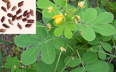 5 bài thuốc chữa thiểu năng tuần hoàn não