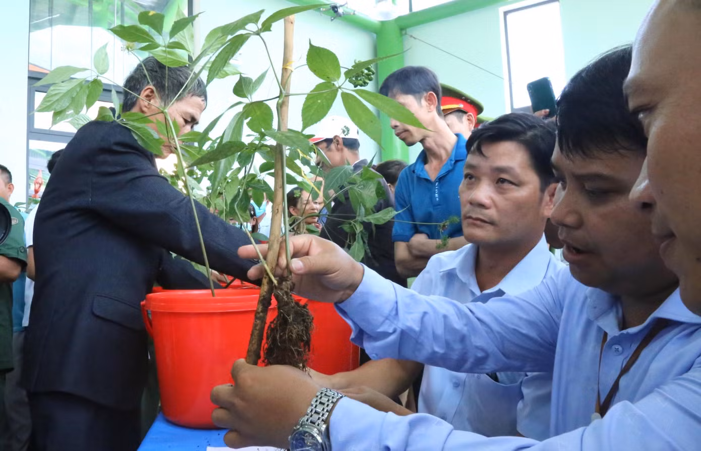 Ban tổ chức chấm chọn sâm theo các tiêu chí về hình dáng, thân, lá, rễ và củ của cây sâm.