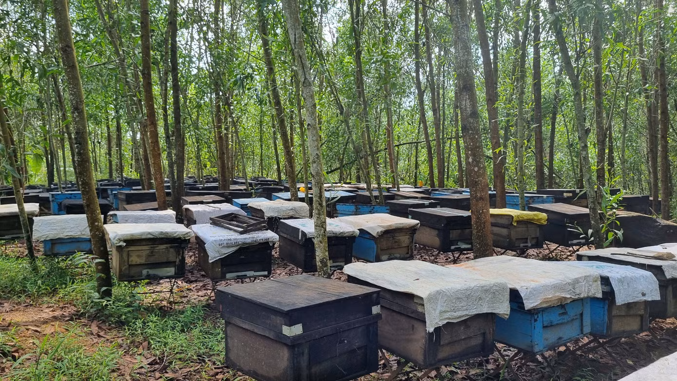 Cách đây 3 tháng, ông Hải đưa đàn ong lên xe tải đưa về khu rừng keo ở thôn 1 xã Tam Lãnh, huyện Phú Ninh, Quảng Nam.