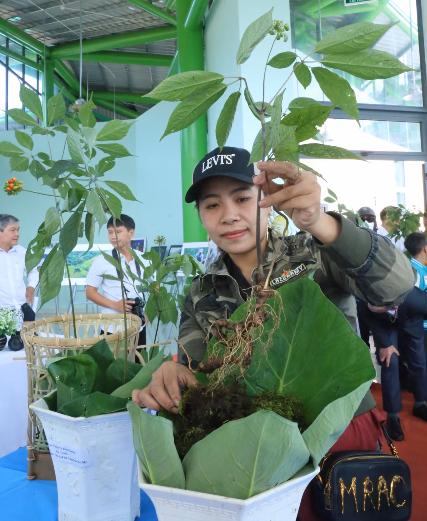 Những cây sâm đẹp nhất người dân chọn dự thi.