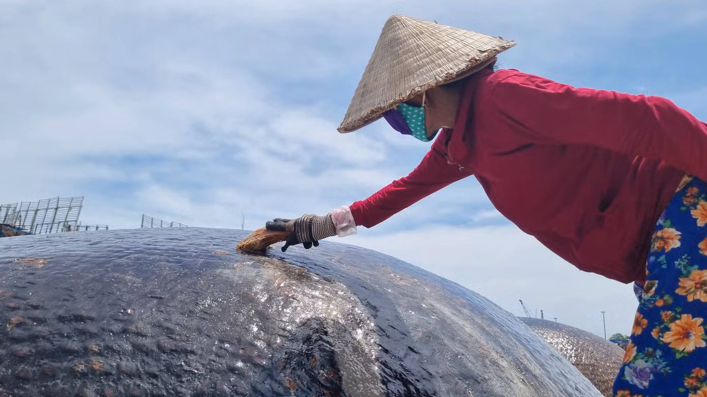 Người dân đội nắng giữa trưa để quét dầu lên những chiếc thúng chai. Ảnh: Hoài Văn
