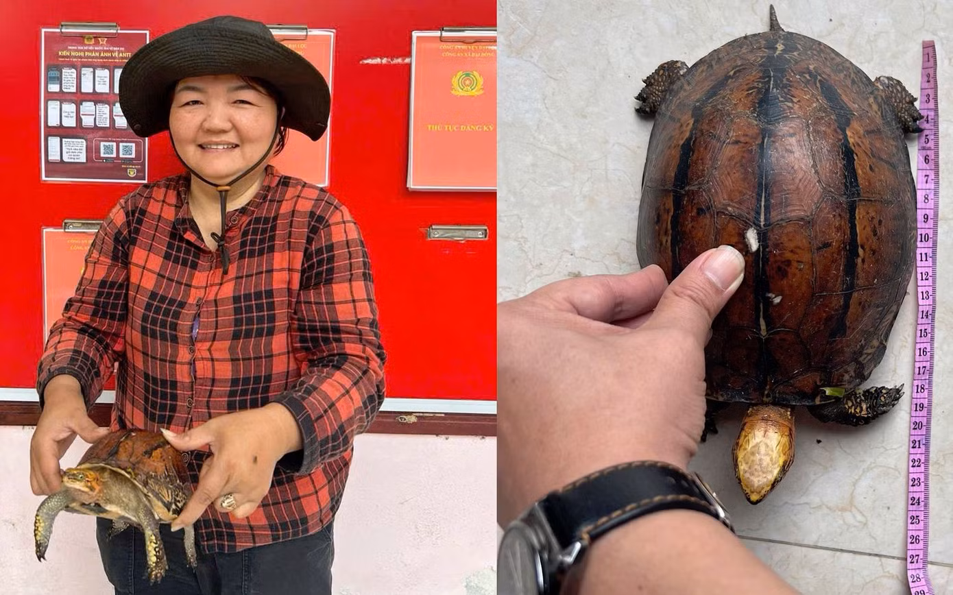 Bà Lê Thị Hồng đến công an xã giao nộp chú rùa quý hiếm nhặt được ngoài đồng. Ảnh CA