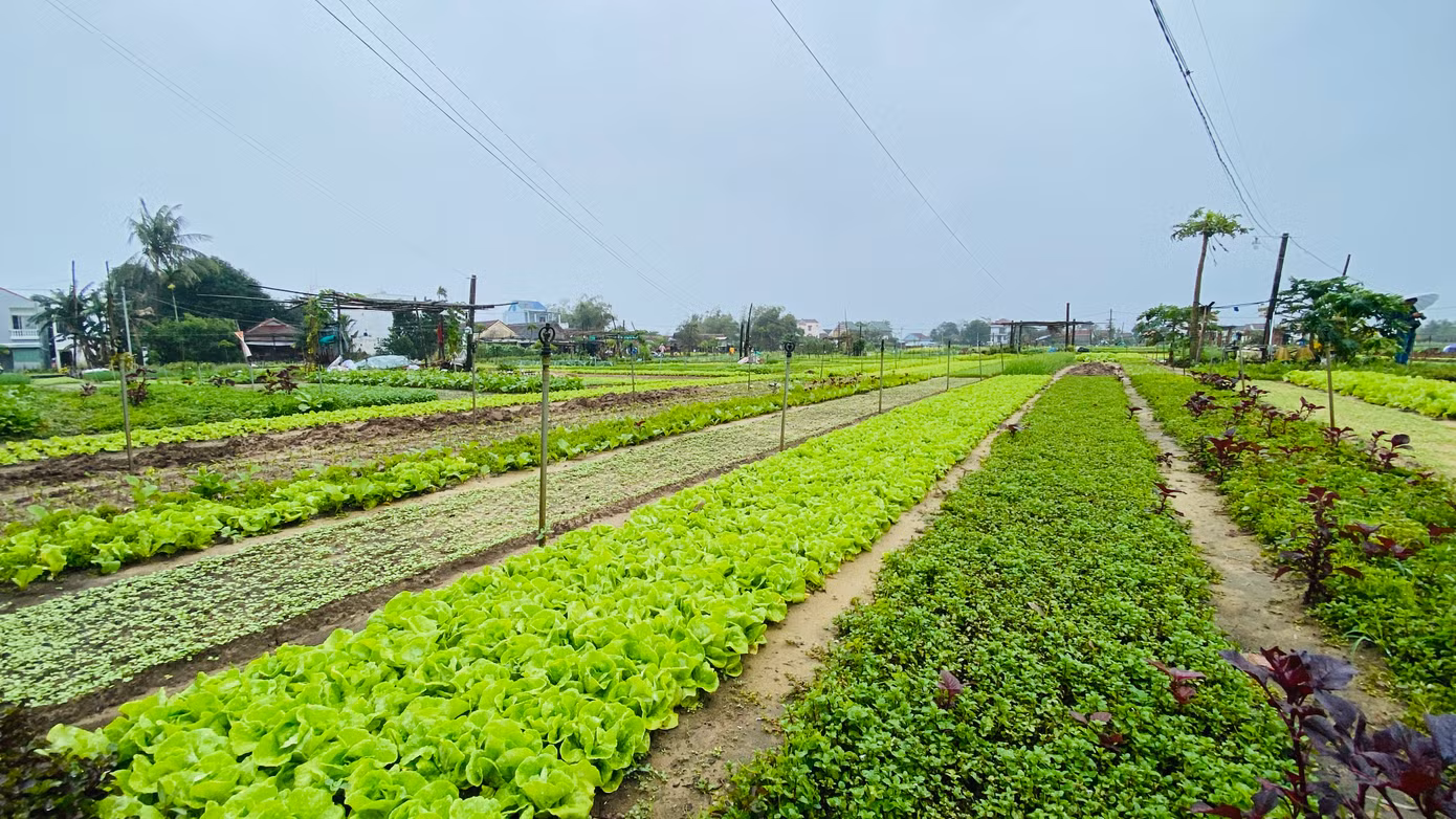 Nông dân Trà Quế lưu giữ cách canh tác truyền thống, dùng cây rong để ủ phân bón cho cây.