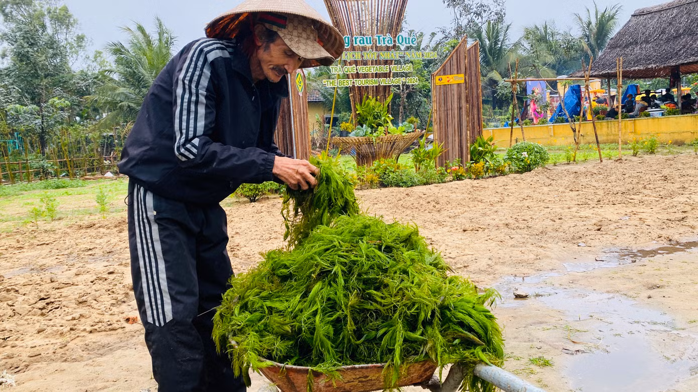 Nông dân Trà Quế lưu giữ cách canh tác truyền thống, dùng cây rong để ủ phân bón cho cây.