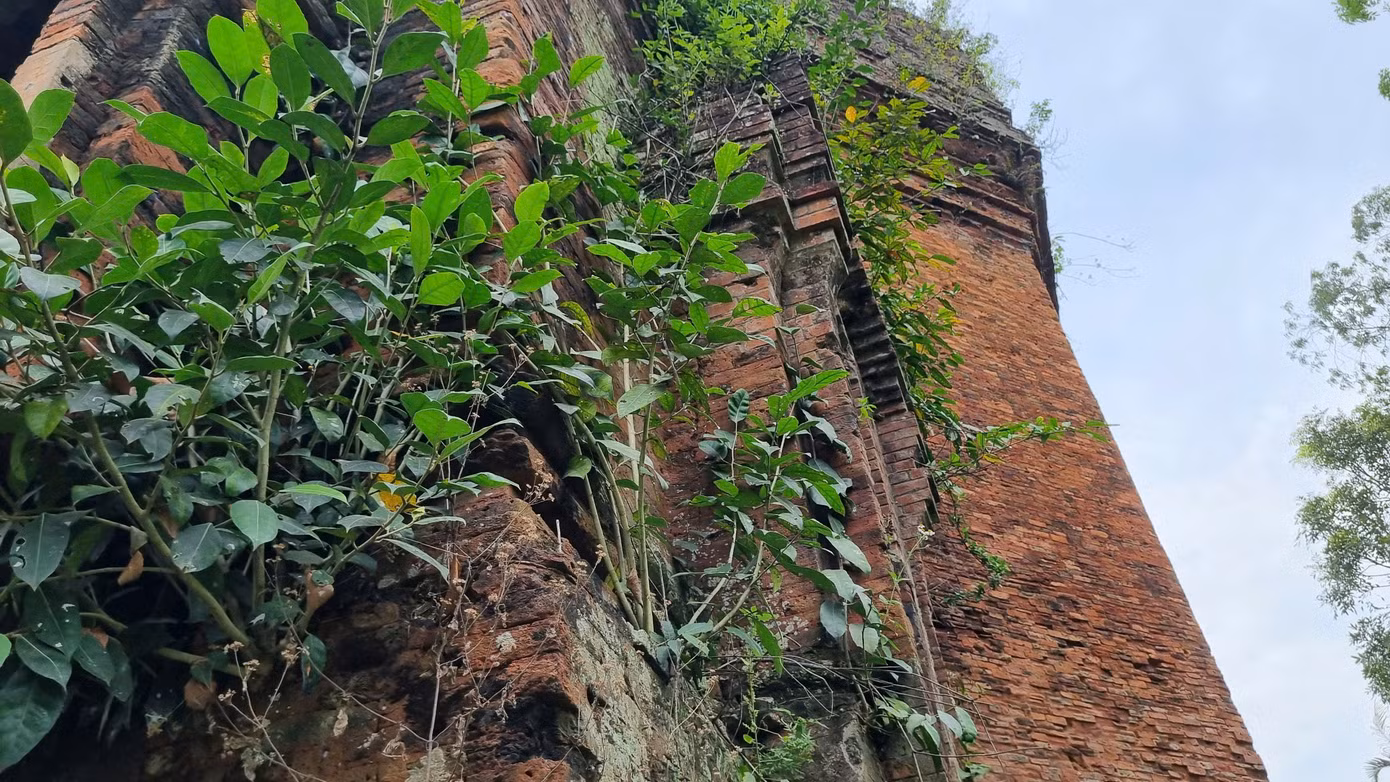 Rêu phong tháp cổ.