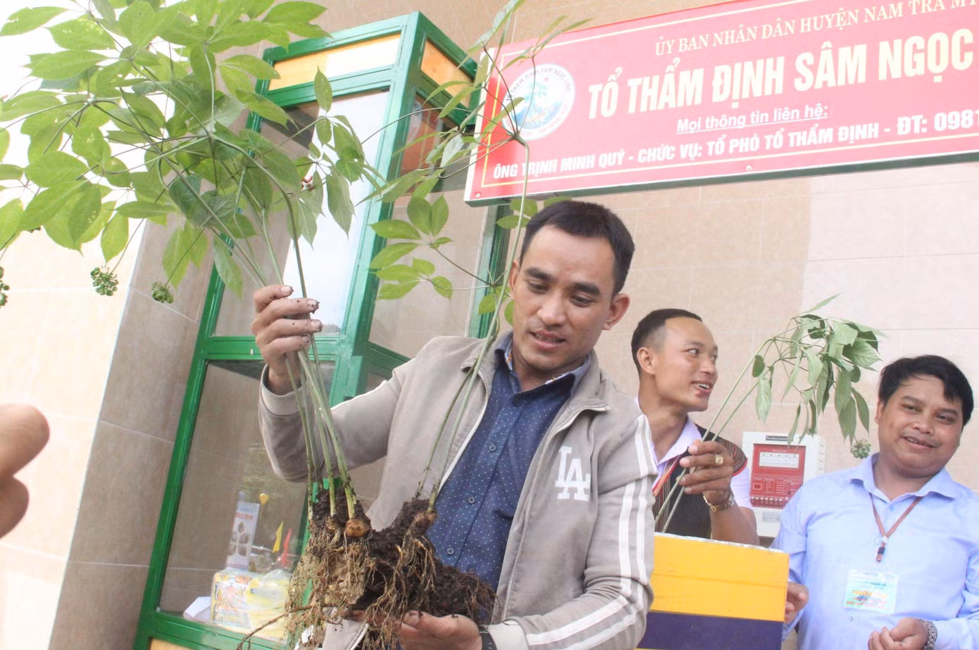 Anh Thắng và cây sâm "khủng"