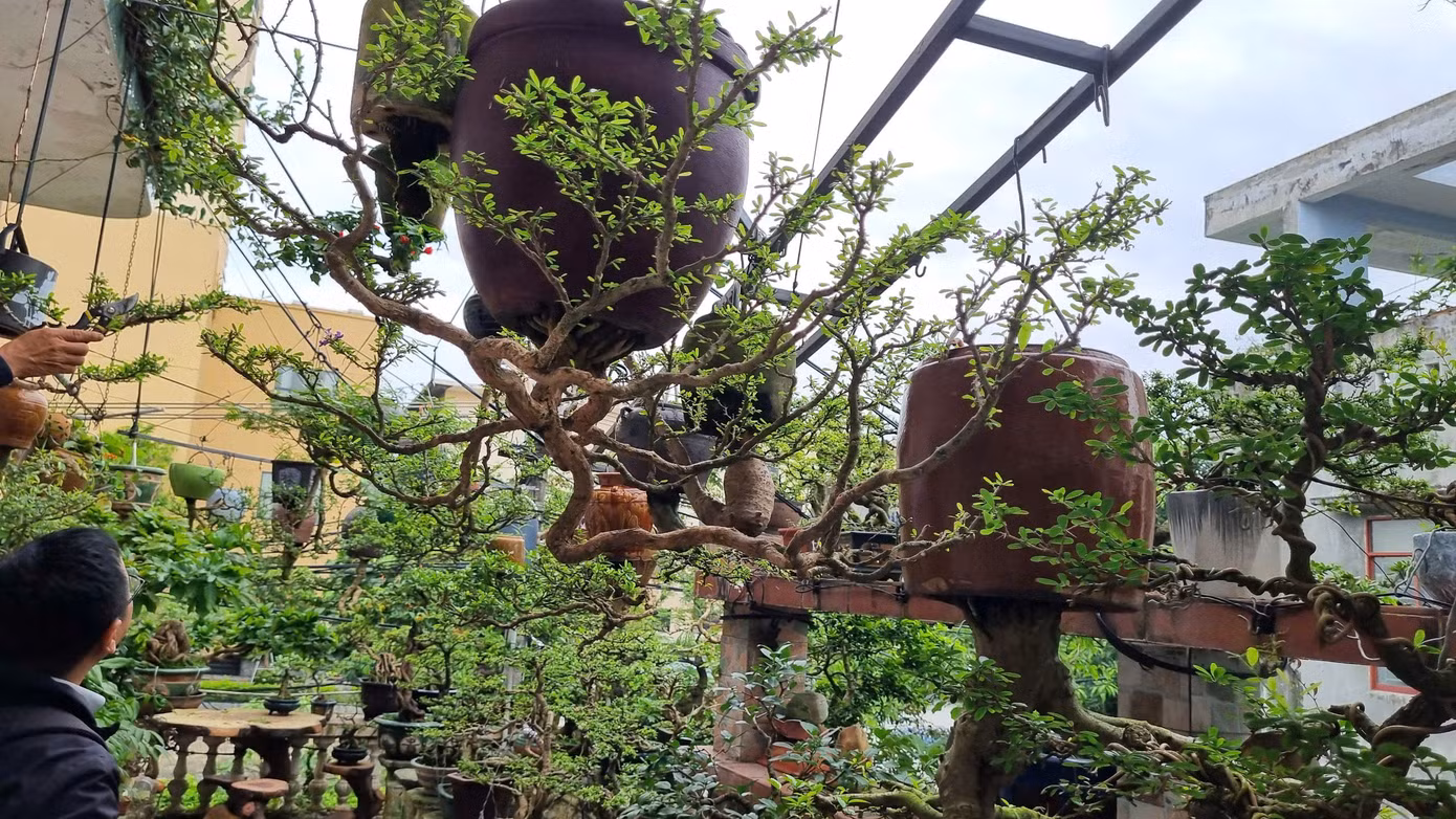 Ai đến thăm cũng phải trầm trồ trước vườn bonsai ngược đẹp, độc của ông.