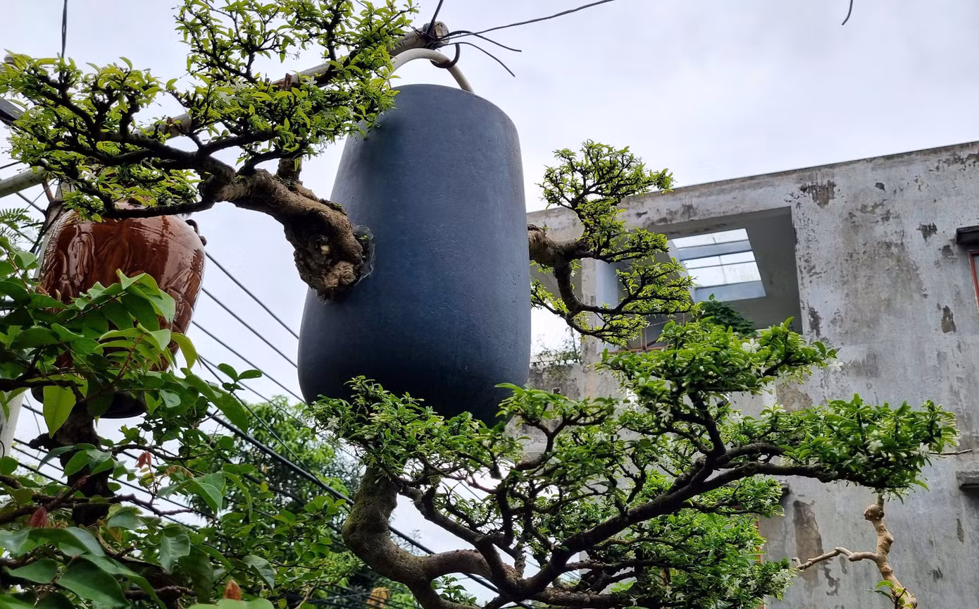Hiện ông sở hữu khu vườn khoảng 100 gốc bonsai ngược, ngoài ra ông cũng đã trao tặng, bán một số cây. Những gốc bonsai ngược độc đáo được nhiều người tìm đến hỏi mua, tuy nhiên ông cho hay không làm với mục đích thương mại, chỉ những người thực sự yêu cây, hiểu về cây, biết cách chăm sóc thì mới đồng ý trao tặng hoặc bán với mức giá phù hợp.