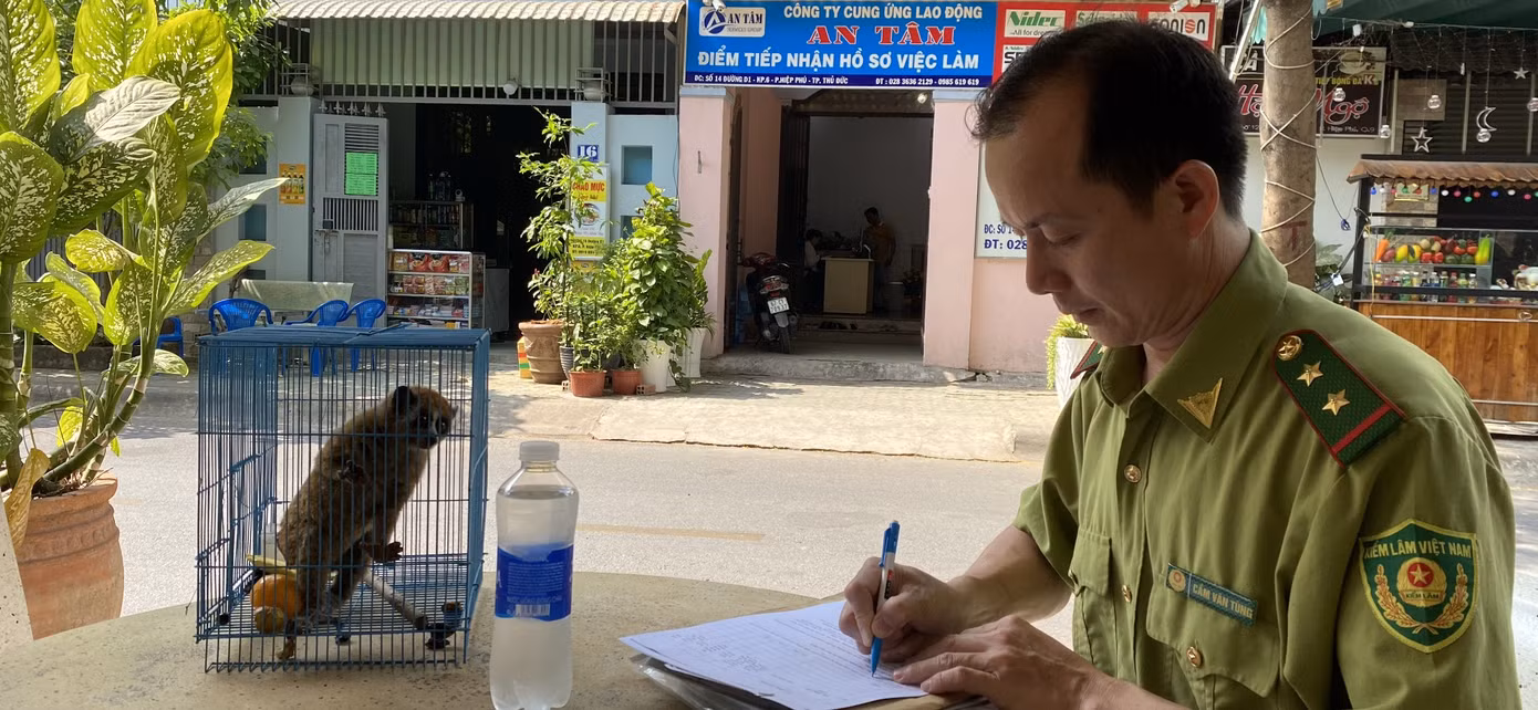 Cán bộ kiểm lâm tiếp nhận cá thể cu li.