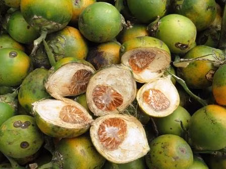 Hạt cau chứa nhiều tanin, alkaloid có tác dụng diệt giun hiệu quả