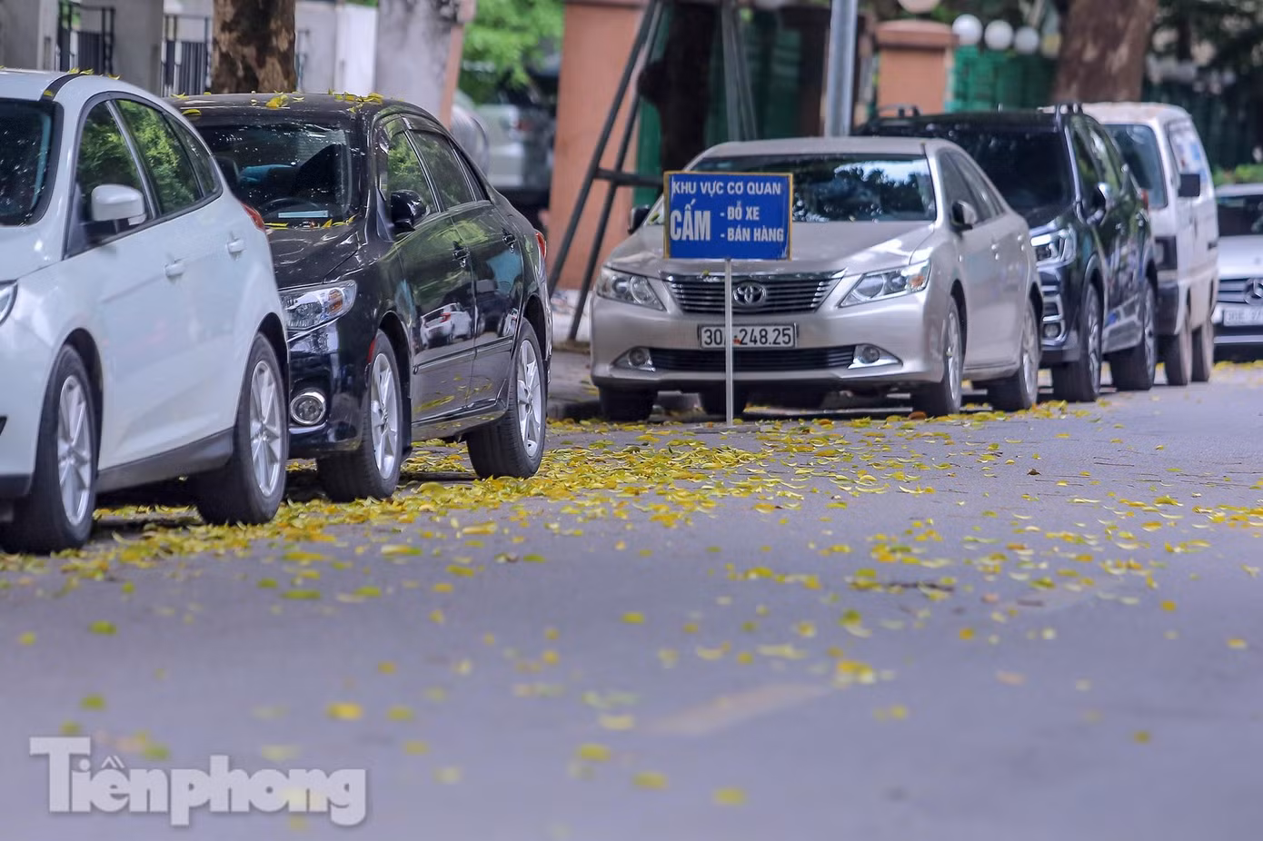 Những chiếc lá đã hoàn thành sứ mệnh trên cây, rụng xuống để nhường chỗ cho những chiếc lá non vươn ra đón nắng.