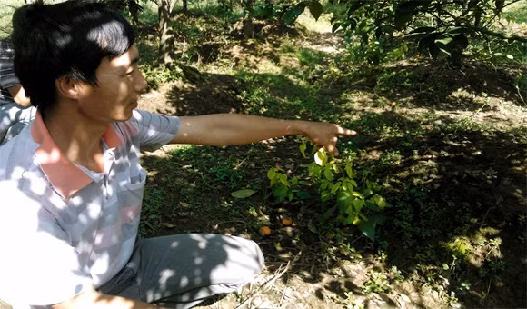 Anh Nguyễn Tài Hộ đau lòng vì cam chín thối, rụng nhiều
