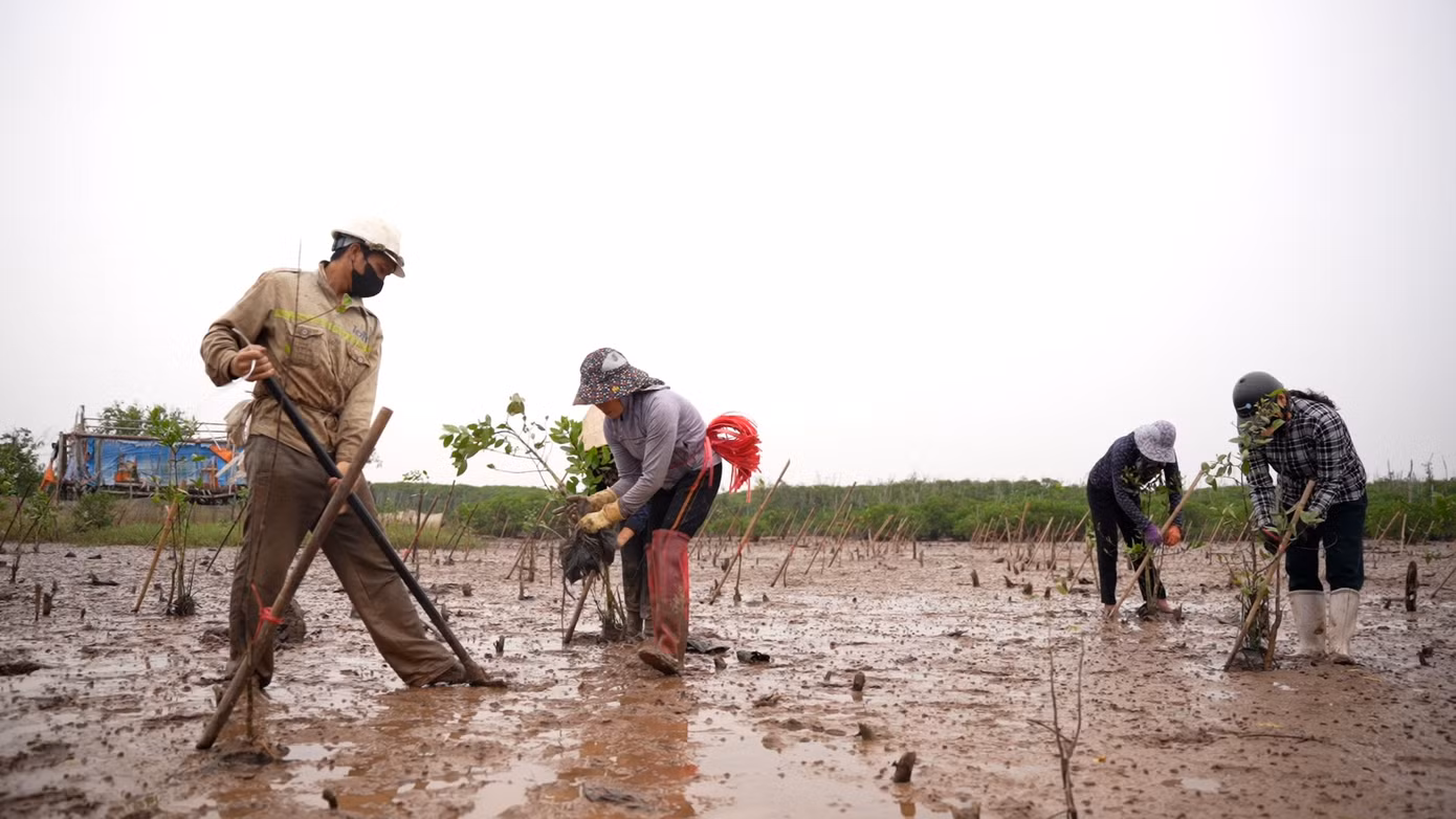 Cây bần chua và cây trang là hai loài cây bản địa, có khả năng sinh trưởng và chống chịu tốt với điều kiện đất đai, khí hậu địa phương. Cây được ươm trong bầu từ 18-24 tháng, đã qua đảo bầu, sinh trưởng tốt, không dập ngọn, gẫy cành.