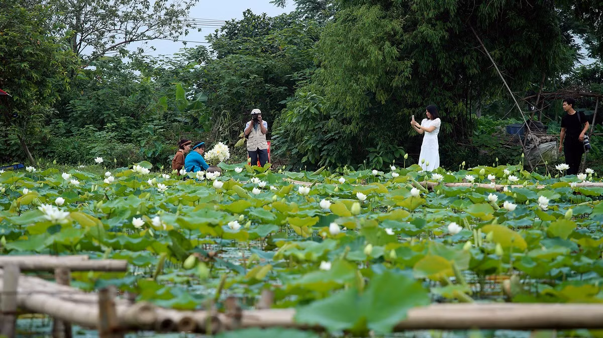 Sen trắng còn có tên gọi tao nhã là Bạch Liên, loài hoa sen mang vẻ đẹp thanh tao và tinh khiết. Hà Nội có nhiều đầm sen nổi tiếng, nhưng ở giữa bạt ngàn hoa sen trắng, ai cũng cảm nhận một sự khác biệt rõ rệt.