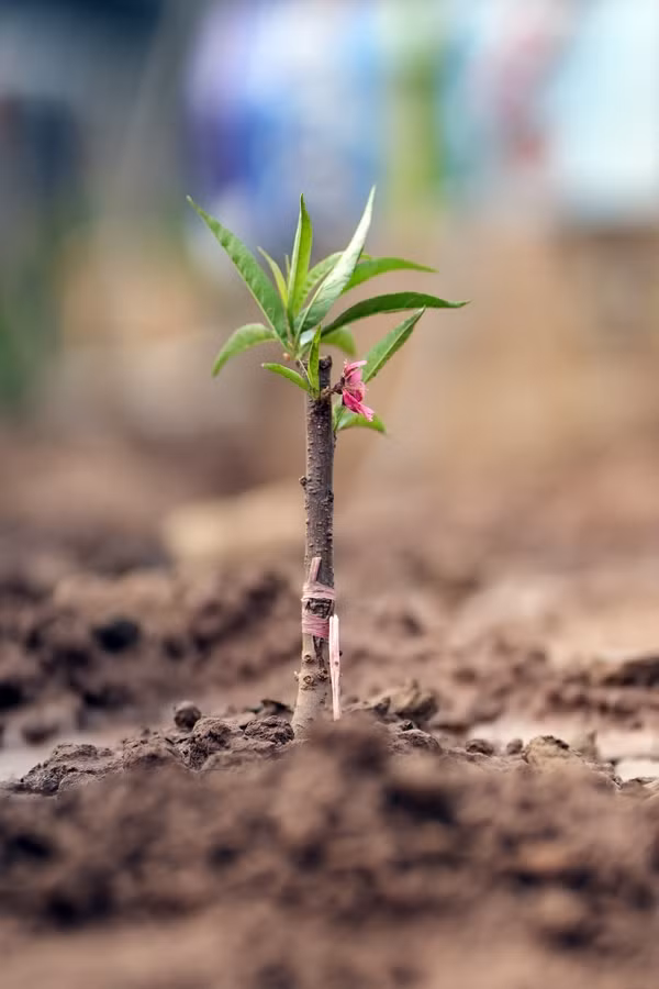 Người dân tưới nước chăm sóc cho những cây đào mới xuống giống.