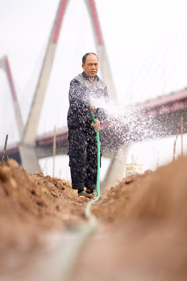 Người dân tưới nước chăm sóc cho những cây đào mới xuống giống.