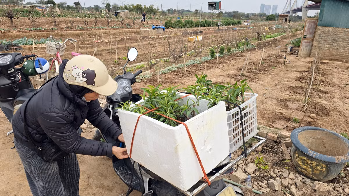 Chị Hương nhà ở phường Phú Thượng (quận Tây Hồ, thành phố Hà Nội) cho biết, sáng nay vừa mua được những thùng đào giống để trồng cho vụ Tết sau. Công việc "hồi sinh" vườn đào là một trong những công việc quan trọng nhất của nông dân trồng đào Nhật Tân ngay sau Tết.