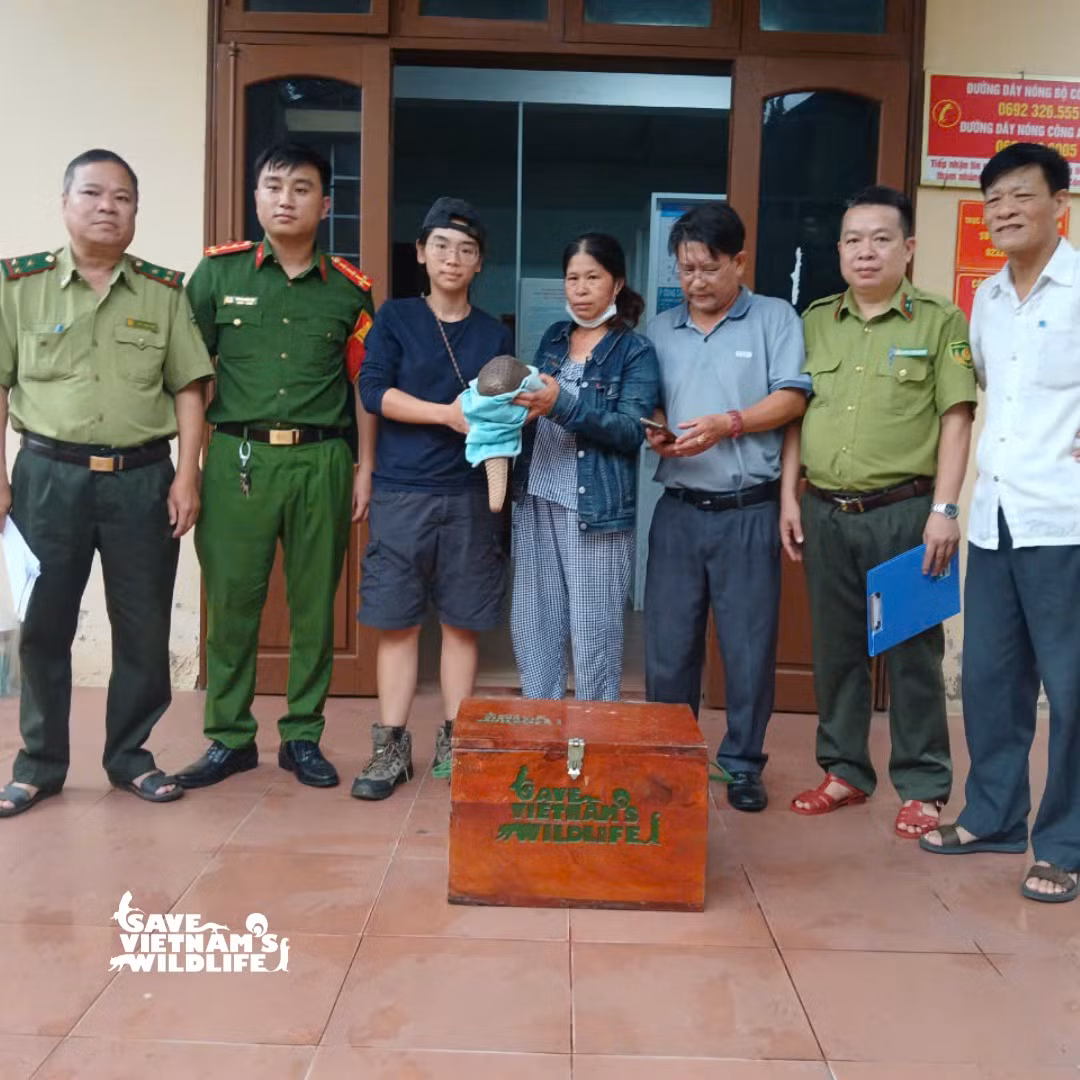 Cá thể tê tê được bàn giao cho lực lượng cứu hộ. Ảnh: SVW