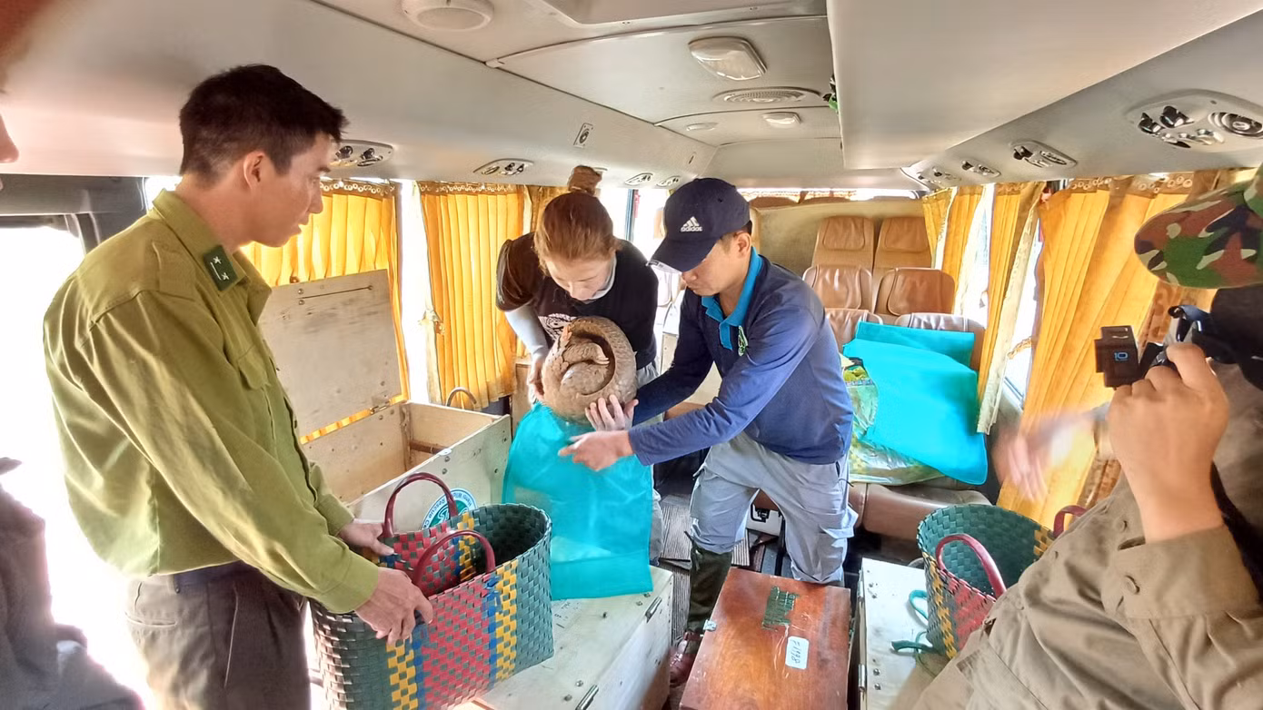 Các cán bộ bảo tồn chuẩn bị đưa tê tê tới nơi tái thả.