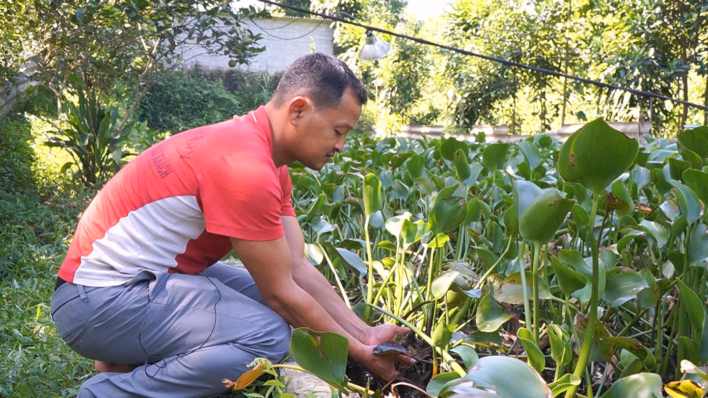 Nhờ mô hình nuôi cua đồng trong bể xi măng, thu nhập hàng năm của gia đình anh Vũ Sỹ Linh khoảng 600 - 700 triệu đồng.