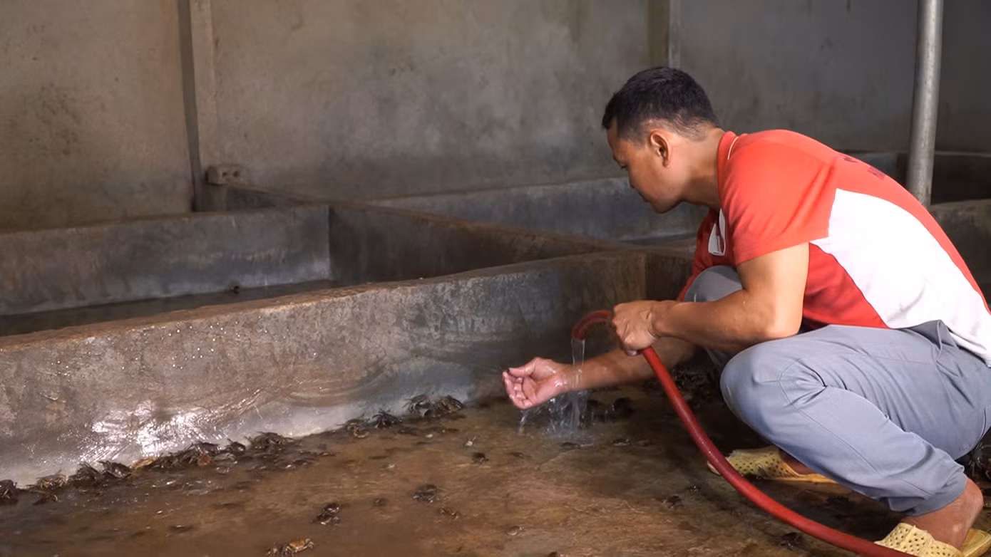 Cua đồng là con vật rất dễ nuôi lại cho kinh tế cao.