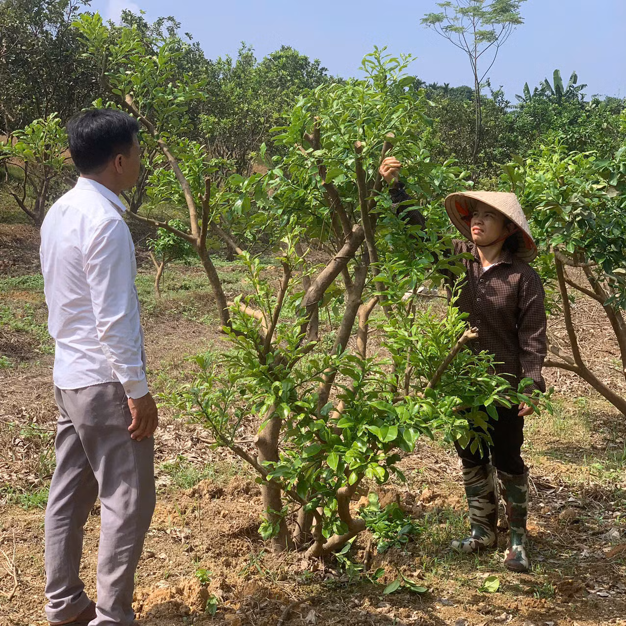 Vợ chồng anh Hoàng Văn Hiển đang tiến hành chăm sóc cây bưởi sau khi bị ngập.