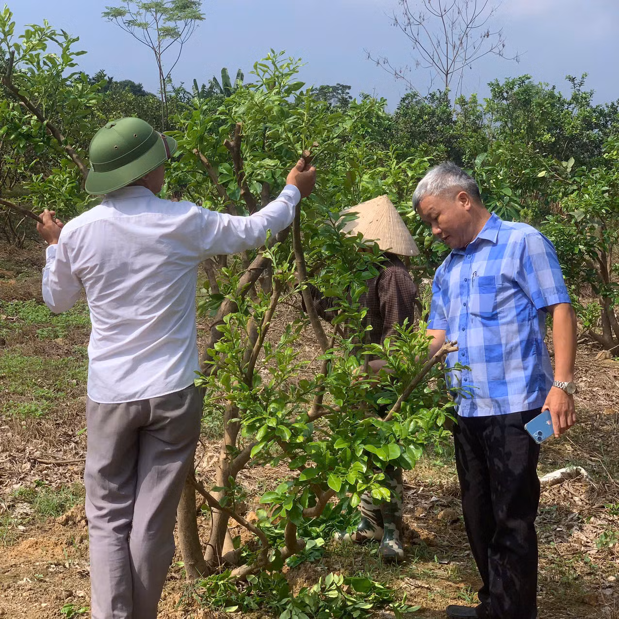 Ông Đỗ Chí Thành - Trạm trưởng Trạm Bảo vệ thực vật huyện Đoan Hùng kiểm tra sự phát triển cây bưởi gia đình anh Hiển.