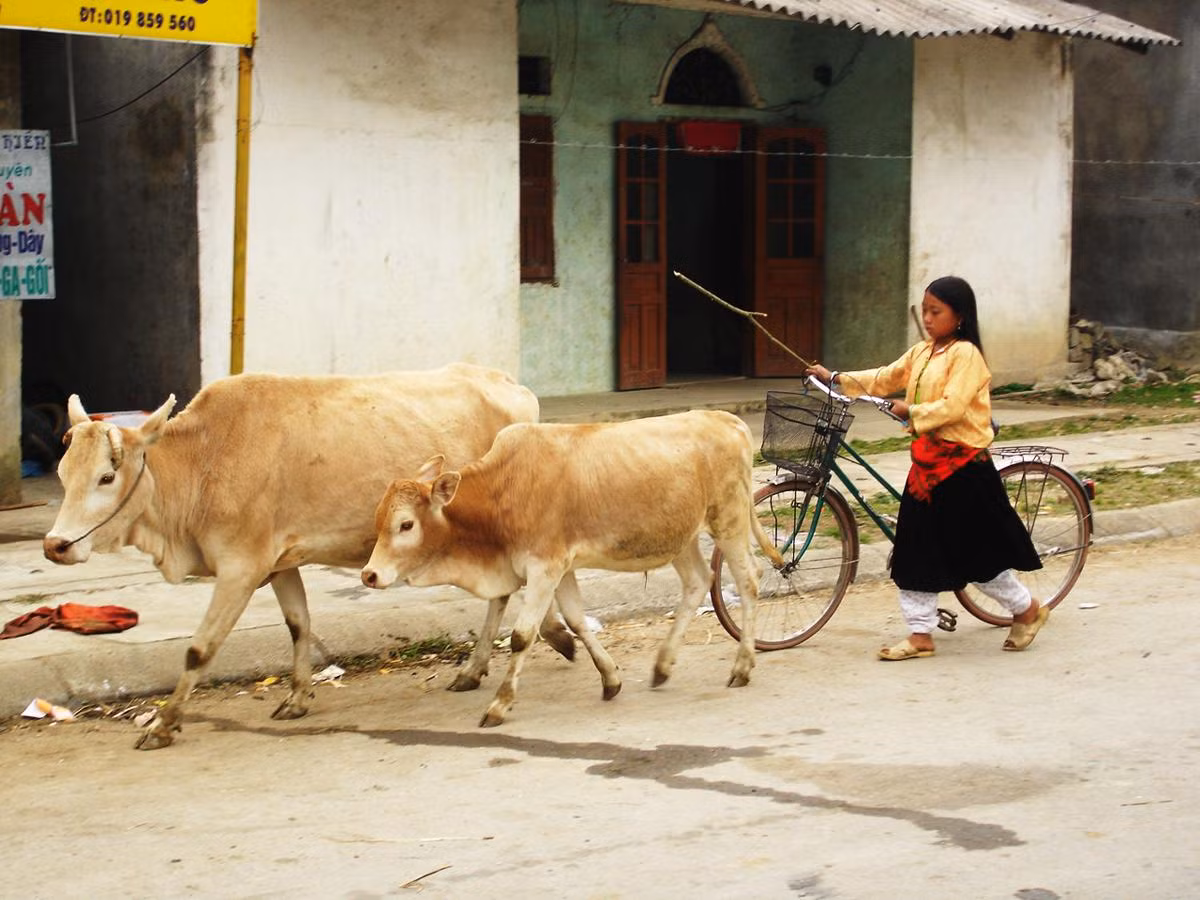 Bò được đưa ra chợ bán