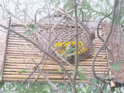 Bẫy rùa tai đỏ trên Hồ Gươm mấy hôm nay vắng "khách" vì bị cho là trời lạnh. Bẫy rùa tai đỏ trên Hồ Gươm mấy hôm nay vắng khách vì bị cho là trời lạnh