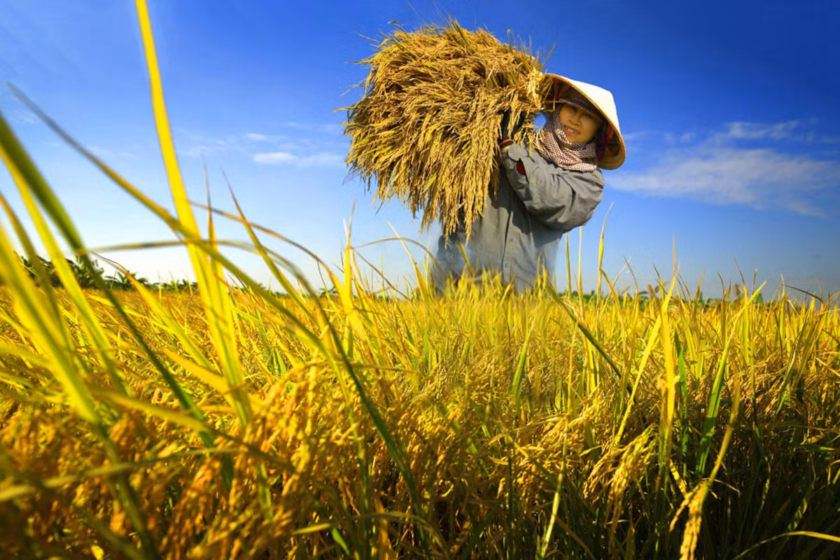 Ngày hè nắng nóng, người lao động cần chủ động các phương án phòng tránh nhằm đảm bảo sức khỏe