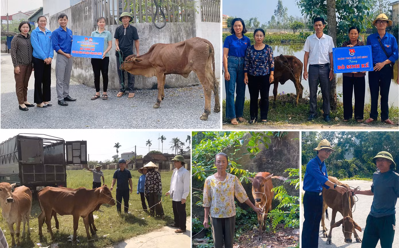 Tỉnh Đoàn Thái Bình mong muốn thông qua mô hình bò sinh kế, sẽ khơi dậy ý chí tự lực tự cường của những gia đình có hoàn cảnh đặc biệt khó khăn...