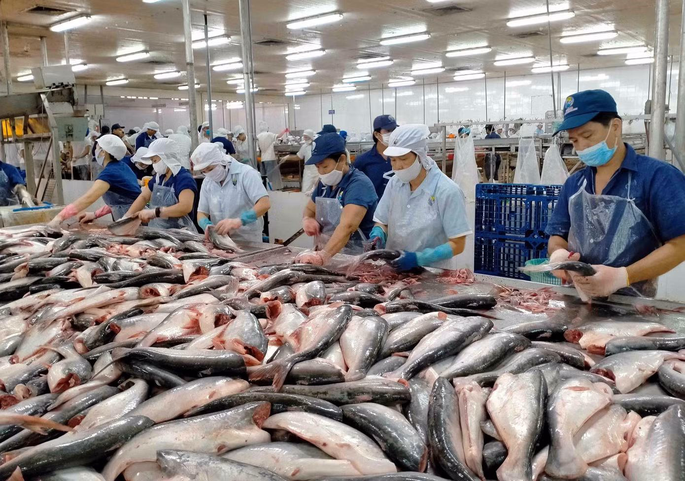Hiện có hơn 160 doanh nghiệp Việt Nam xuất khẩu cá tra sang Trung Quốc.