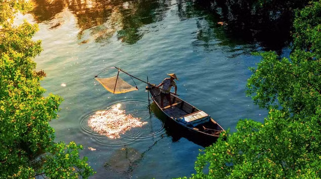 Người dân địa phương khai thác thủy sản giữa rừng ngập mặn trên mặt đầm Thị Nại. Ảnh: Nguyễn Dũng