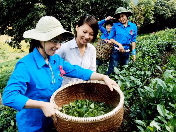 ĐVTN giúp đồng bào vùng cao thu hoạch chè Ảnh: H.Y