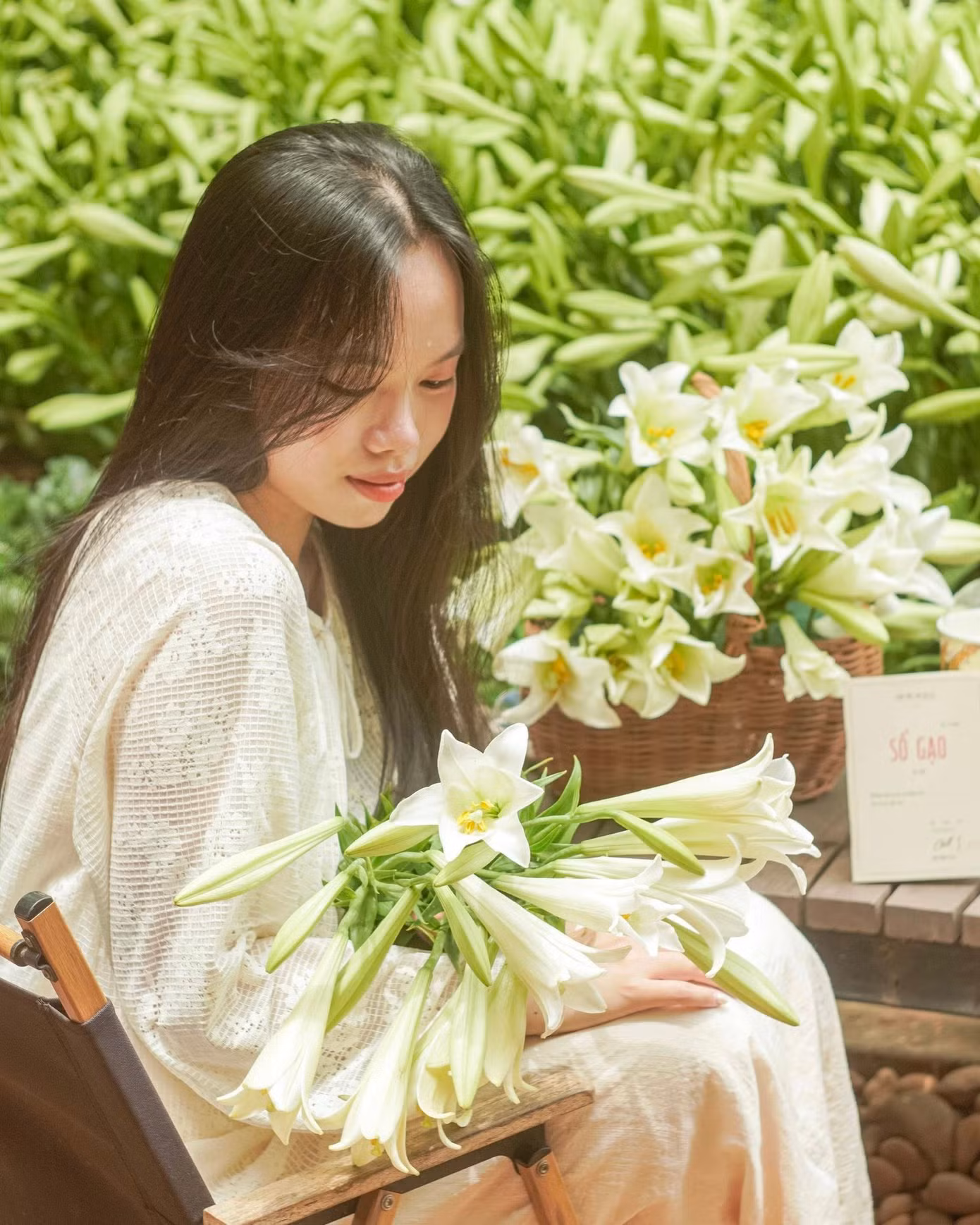 Hoa loa kèn thường chỉ nở vào cuối tháng 3, rực rỡ nhất đầu tháng 4 và chỉ kéo dài chưa đầy một tháng. Những cô gái đôi mươi bẽn lẽn bên bó hoa mới tạo nên một khung cảnh vừa nên thơ, vừa lắng đọng.