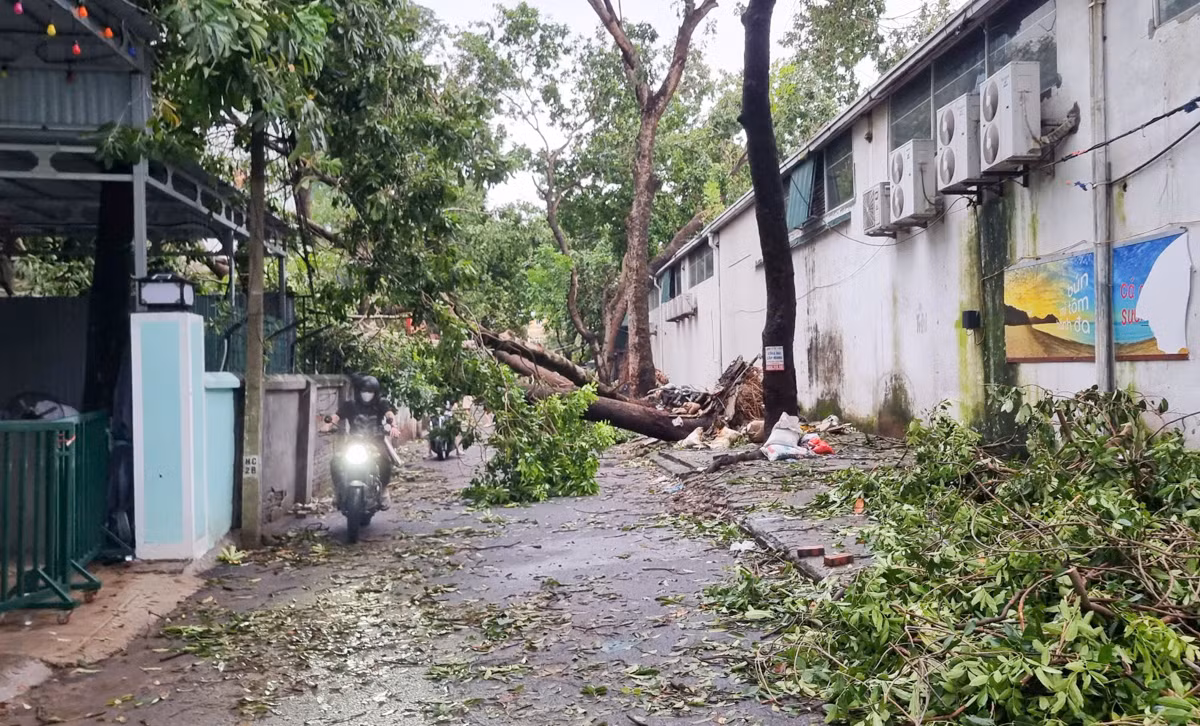 Tại ngõ 487 Hoàng Quốc Việt (quận Cầu Giấy) dù bão đã qua hơn 1 ngày nhưng cây xanh bị đổ, bật gốc tại đây vẫn chưa được xử lý gây khó khăn cho người dân trong việc đi lại.