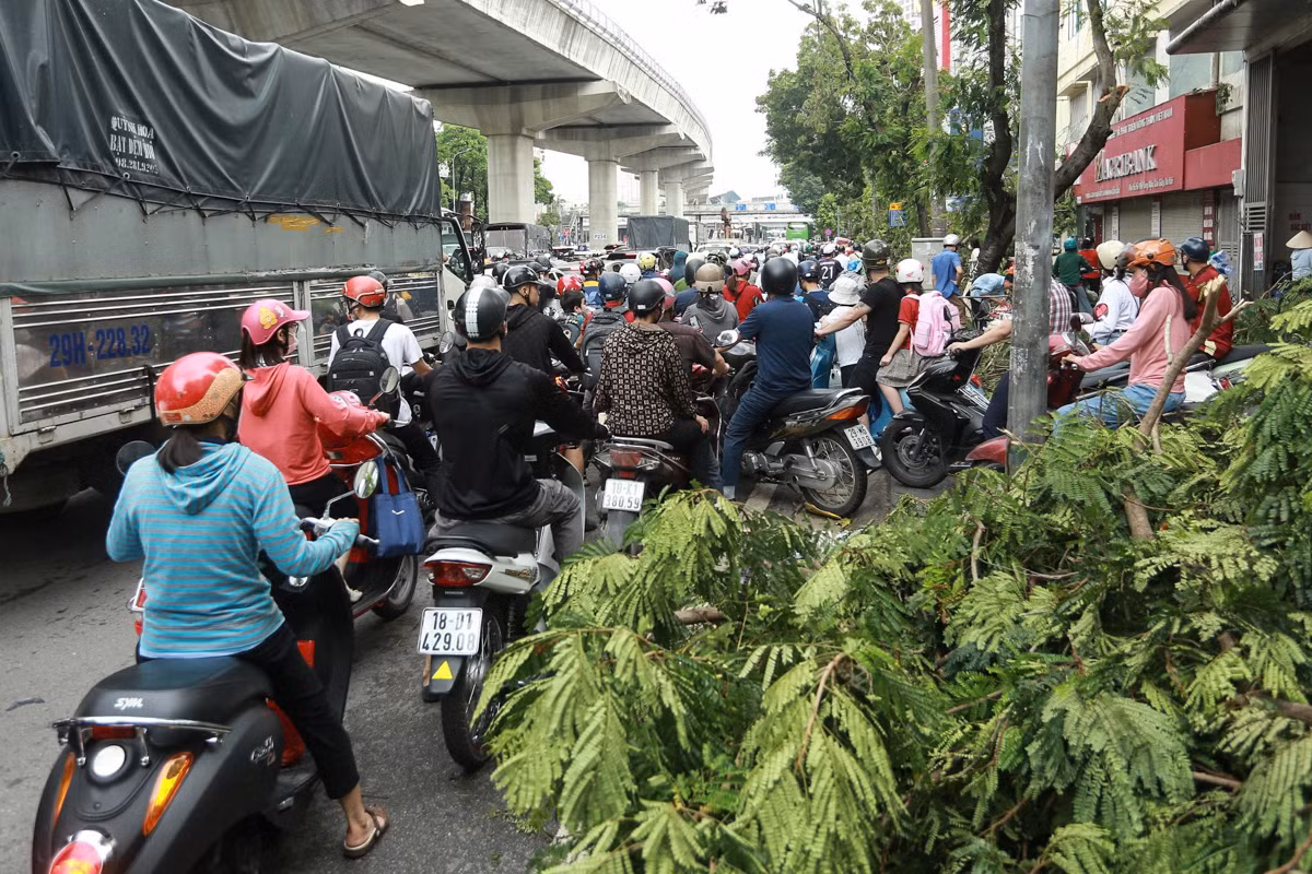 Đường Hồ Tùng Mậu, nhiều cây xanh trên vỉa hè chưa được dọn gây cản trở lối đi.