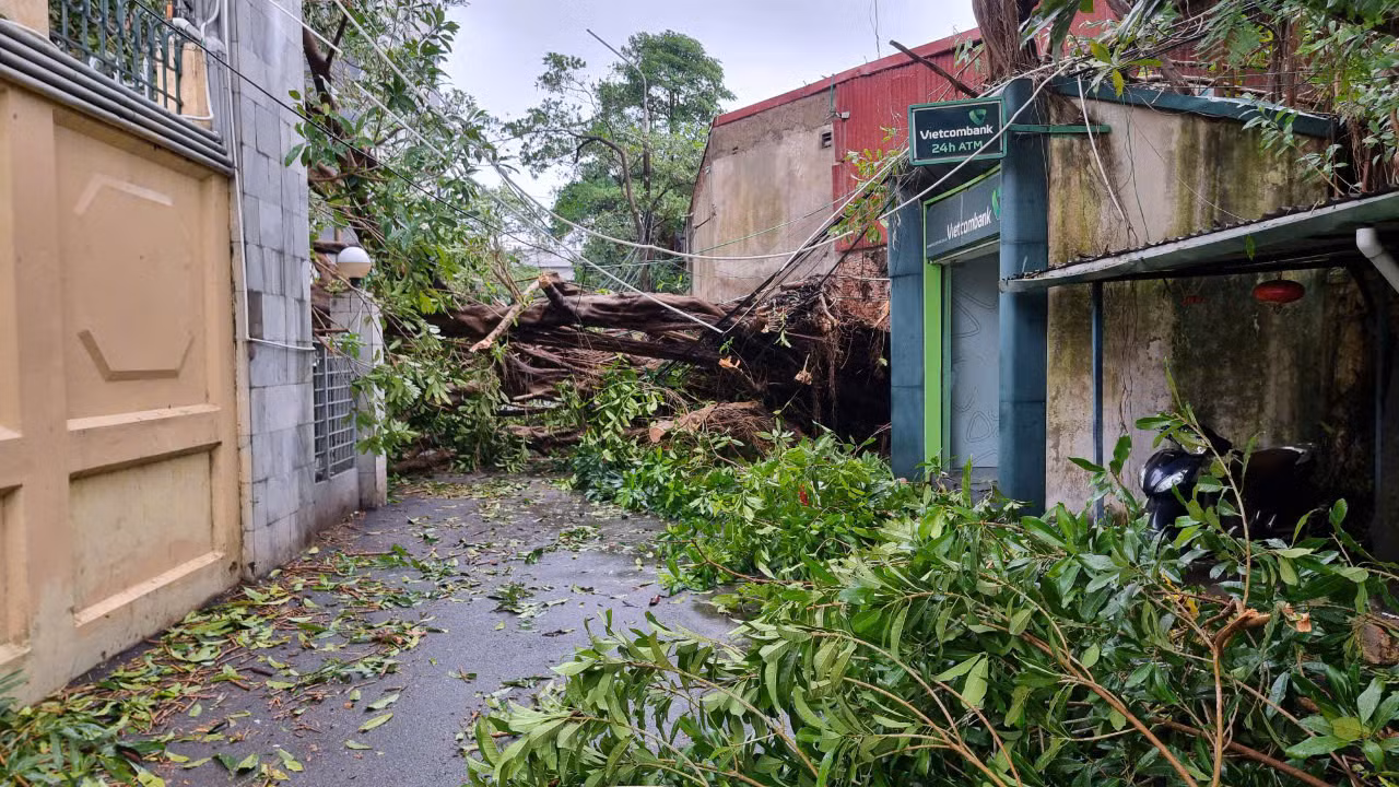 Một cây đa cổ thụ hơn 30 năm tuổi đã đổ chắn ngang ngõ 30 Phạm Văn Đồng.