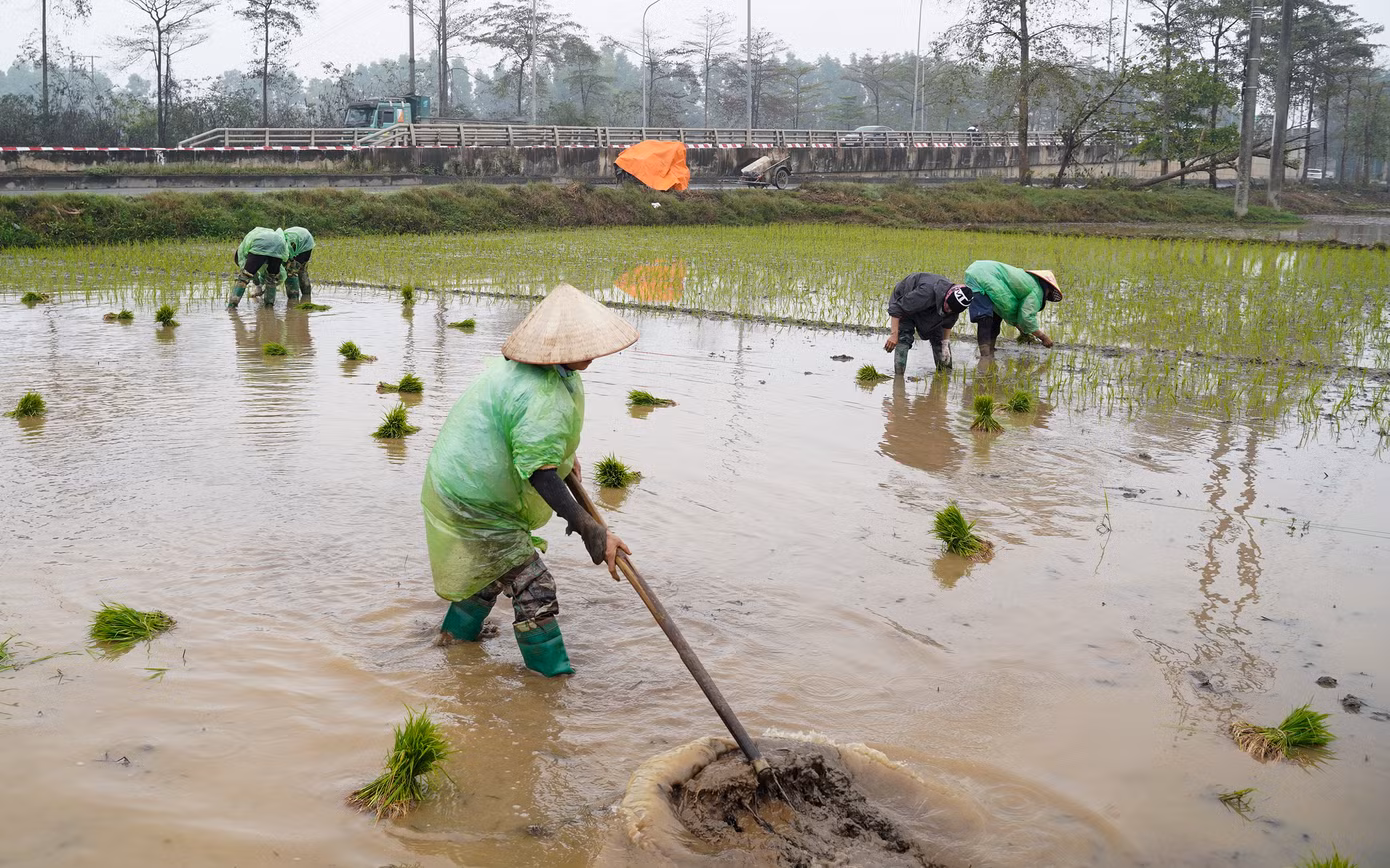 Để giữ ấm cơ thể, bà con nông dân khi xuống ruộng cấy mặc thêm cả áo mưa.
